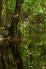 Obraz premium Small creek in lush rainforest at Borneo Malaysia