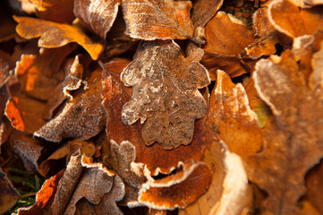Details of brown leaves liyng on the ground.