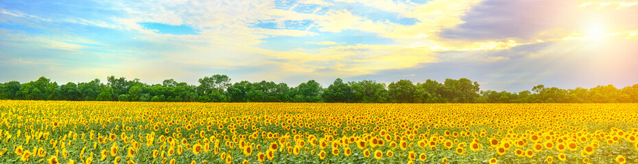 A field of sunflowers at sunset rays make their way from behind the clouds.