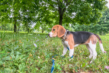 A thoughtful Beagle puppy on a walk in a city park. Portrait of a nice puppy.Eastern Europe.
