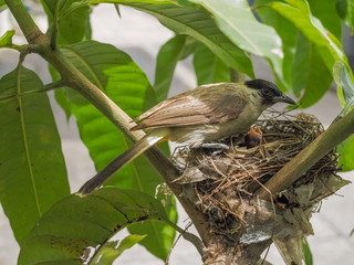 Red-whiskered bulbul (Pycnonotus jocosus) in the nest with baby birds around with green leaves nature background.