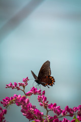 Fototapeta premium Butterflies living in the Mexico region.