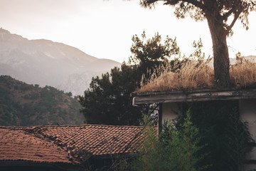 tree in the park and old house
