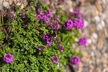 A bumblebee on a plant with purple flowers.