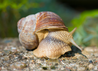 A big garden snail in the sun.
