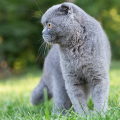 Lop-eared cat in the park on a background of green vegetation, portrait
