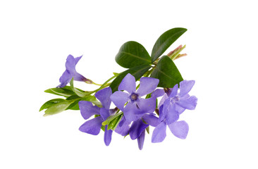 Blue flowers and leaves of vinca isolated on white background