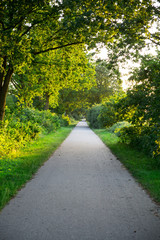 Road through green forest