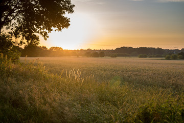 Fototapeta na wymiar Landscape with sunset on a corn field