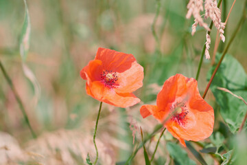 Fototapeta premium Zamknij się czerwone kwiaty maku