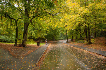 Autumn walk in a park. Tree's leaves are greeen and yellow and the ground is filled with brown leaves. 