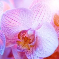 Fototapeta na wymiar delicate pink Orchid with dew drops close-up on light blue background