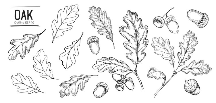 Set of oak leaves and acorns. Hand drawn illustration converted to vector