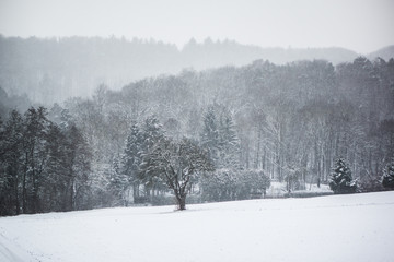 trees in snowy winter landscape in germany