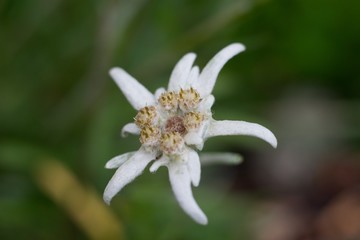 Edelweiss (Leontopodium alpinum) Edelweiss is also famous protected mountain flower