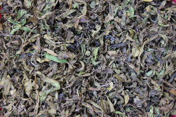 Dry liaves of willow-herb texture