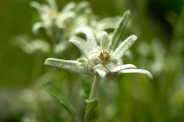 Edelweiss (Leontopodium alpinum) Edelweiss is also famous protected mountain flower
