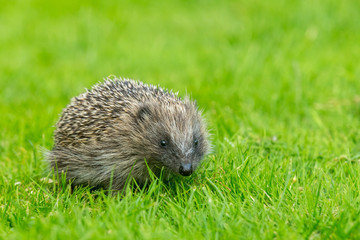 Hedgehog juvenile, wild, free roaming hedgehog, taken from within a wildlife hide to monitor the health and population of this favourite but declining mammal, copy space