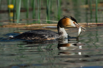 Obraz premium Great crested grebe on a lake in Sweden