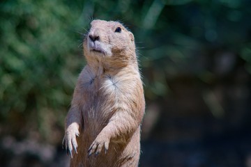 Black-tailed Prairie (Cynomys ludovicianus) is a daily rodent living from southwestern Canada to northern Mexico.