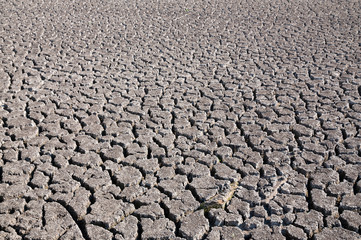 Dry soil and lack of water
