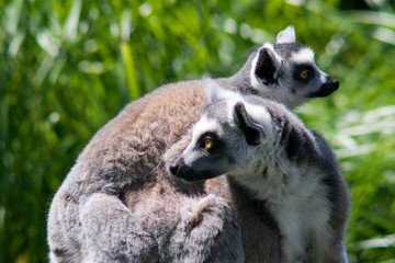 Naklejka na ściany i meble Ring-tailed lemur (Lemur catta) belongs to the order of primates, the suborder of the semi-monkey and comes from Madagascar.