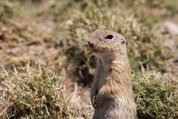 Naklejka na ściany i meble Black-tailed Prairie (Cynomys ludovicianus) is a daily rodent living from southwestern Canada to northern Mexico.