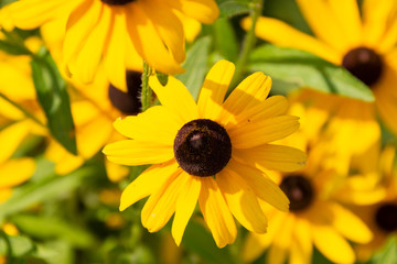 Black Eyed Susans