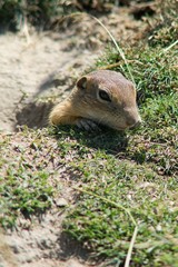 Naklejka na ściany i meble Black-tailed Prairie (Cynomys ludovicianus) is a daily rodent living from southwestern Canada to northern Mexico.