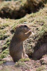 Black-tailed Prairie (Cynomys ludovicianus) is a daily rodent living from southwestern Canada to northern Mexico.