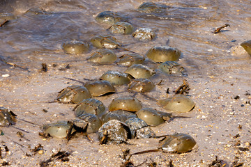 Horseshoe Crabs