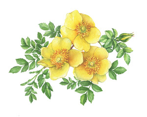 Fototapeta premium Branch flower yellow Rosa hugonis with leaves (known as Golden Rose of China, Hugonis, Austrian briar). Watercolor hand drawn painting illustration, isolated on white background.
