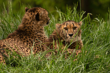 cheetah (Acinonyx jubatus)