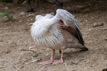pink-backed pelican (Pelecanus rufescens)