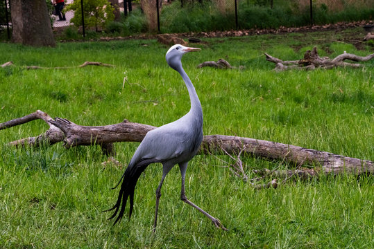 blue crane (Grus paradisea)