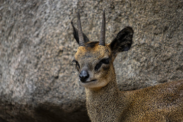 Klipspringer (Oreotragus oreotragus)