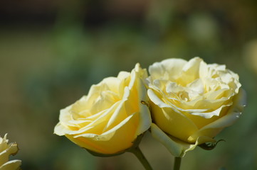 Thomasville rose garden 0297