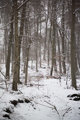 forest in snowy winter landscape in germany