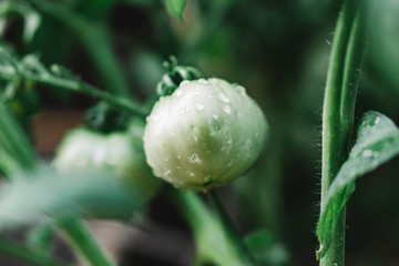 Fresh tomatoes at home