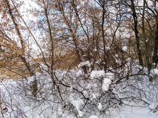 trees in winter