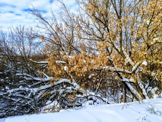 trees in winter
