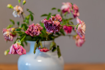 dried up, wilted bouquet of roses in a white vase