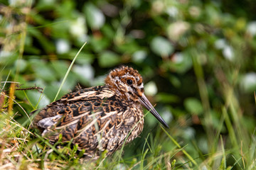 snipe youngster
