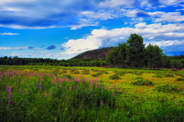 Summer meadow landscape with green grass and wild flowers on the background of a forest and mountains.