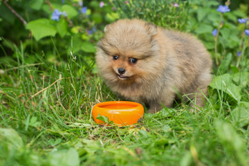 Little Spitz puppy eats  with the orange bowl