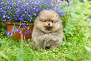 Little puppy Spitz walking