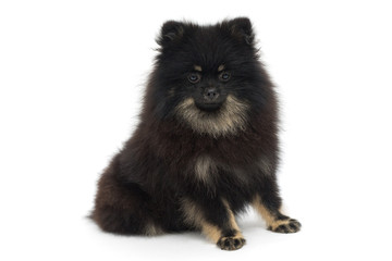 Black Pomeranian puppy