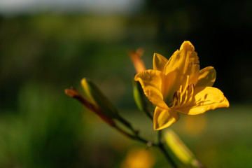 Obraz premium blume