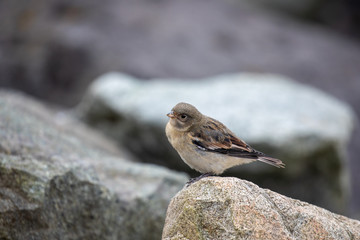 female snow bunting