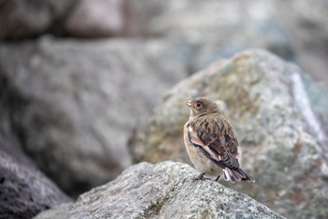 female snow bunting